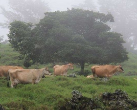 The mist rises to reveal the El Hedregal herd