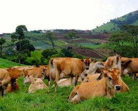 Cows & crops in the background